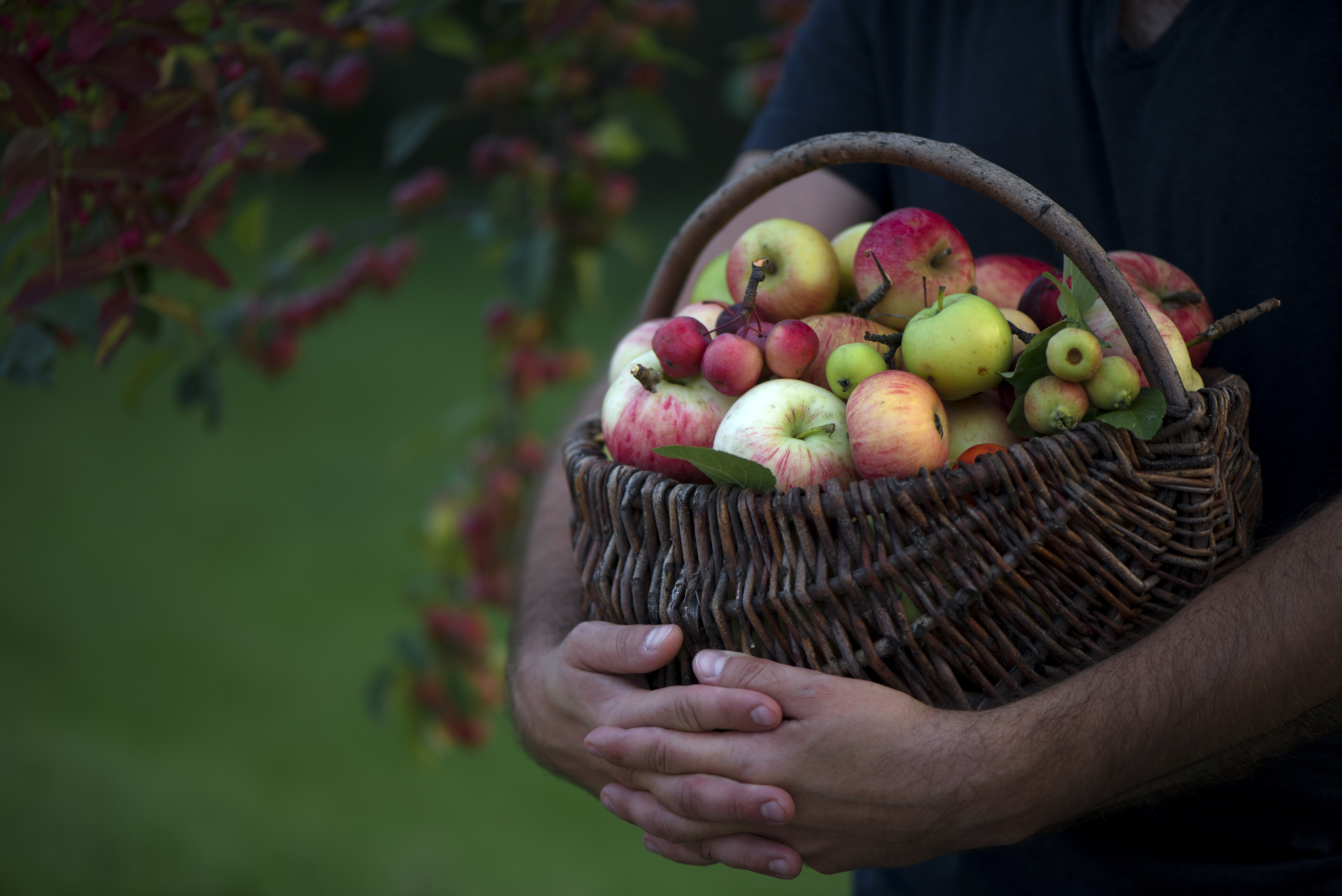 poland-apples.jpg